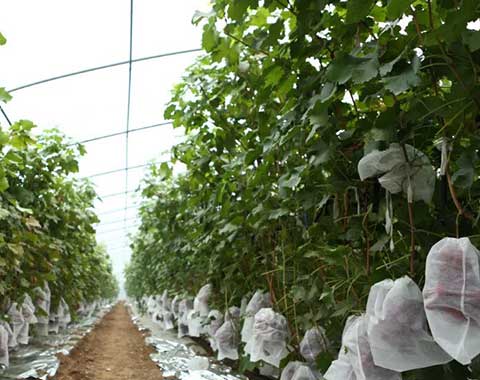 Nonwoven Fabric Used in Agriculture Industry